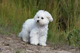 BICHON FRISE 318